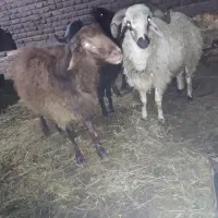 فروش چهار عدد تخلی گوشتی|حیوانات مزرعه|ایواوغلی, |دیوار