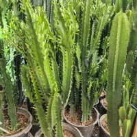 کاکتوس افوربیا * گل وگیاه گلخانه من *بیرجند|گل و گیاه طبیعی|بیرجند, |دیوار