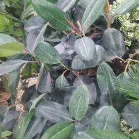 کاشت گل و درخت باغی|خدمات باغبانی و درختکاری|اصفهان, زاجان|دیوار