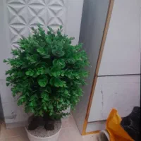 گلدان|گل مصنوعی|بندرعباس, |دیوار