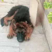 سگ ژرمن نر