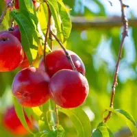 تولید نهال شلیل رفعتی|خدمات باغبانی و درختکاری|مشکیندشت, |دیوار