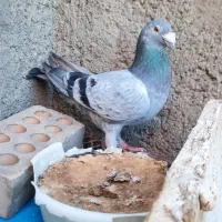پلاکی قدیم مسافتی المانی جوجه سینه