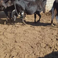 فروش تعداد گوساله وگستر|حیوانات مزرعه|هیرمند, |دیوار