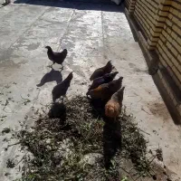 سه تا مرغ جوان تازه تخم گذار ودوتا نیمچه دونه ۵۰۰