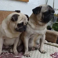 پاگ|سگ|بابل, |دیوار