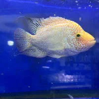 رد تگزاس|ماهی|کرج, شاهین‌ویلا|دیوار