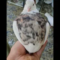 طوقی روزگاری|پرنده|نجفآباد, امیرآباد|دیوار