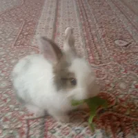 خرگوش مینیاتوری بازیگوش|موش و خرگوش|سنندج, |دیوار