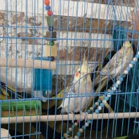 طوطی جفت عروس هلندی|پرنده|قزوین, |دیوار