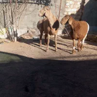 بره و بزغاله قوچی فروشی