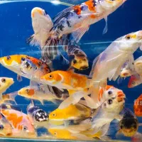 ماهی کوی و لجن خوار