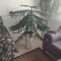 گل کاج مطبق