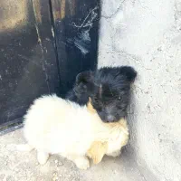 سگ پاکوتا نر ماده