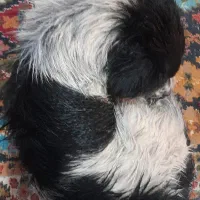 سگ پیدا شده