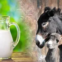 شیر الاغ طبیعی