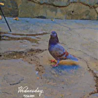 یک کبوتر شازده و یک کات تهرانی|پرنده|کنگاور, |دیوار