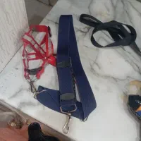 این سگ تربیت شدس واقعا شیتزو اصله و واقعا حرفه ای|سگ|پرند, فاز ۵|دیوار