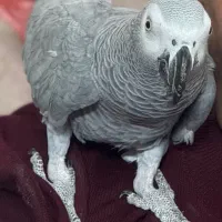کاسکو