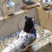 کبوتر شهری|پرنده|نی‌ریز, |دیوار