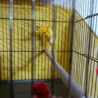 قناری نر جیور|پرنده|بروجرد, |دیوار