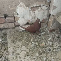 مایدوم نر