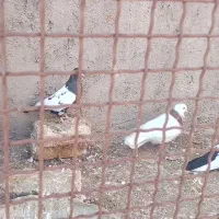 کبوتر طوقی تهرانی سینه ای