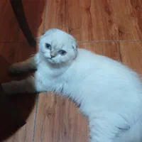 بچه گربه ماده  ۳ ماهه بریتیش تریپل فولد اصیل