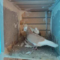 کبوتر فروشی