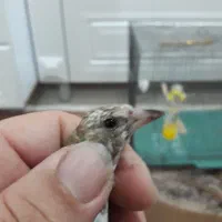 سهره