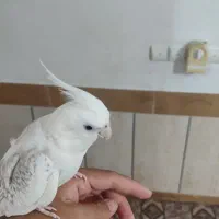 عروس هلندی آلبینو نر