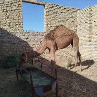 فروش بلوون بافق