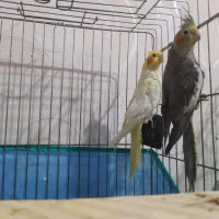 عروس هلندی نر و ماده