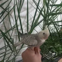 عروس وایت فیس