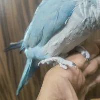 فروش طوطی راهب