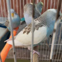 مرغ عشق|پرنده|گرمسار, |دیوار