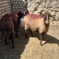 میش ابستن افشاری .گوسفند افشاری شیشک بخته .بره|حیوانات مزرعه|نیشابور, عطار|دیوار