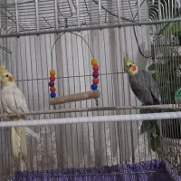 فروش یک جفت عروس هلندی بالغ