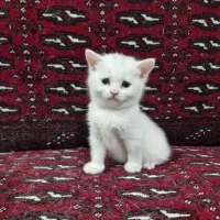 بچه گربه بریتیش