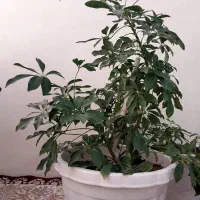 گل های خانگی