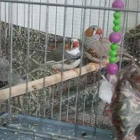 فنچ نروماده آماده تخم گذاری