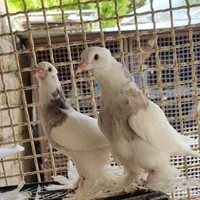 کبوتر طوقی پاپر بلند|پرنده|مبارکه, |دیوار