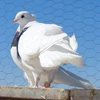 طوقی سیاه کرمانشاهی