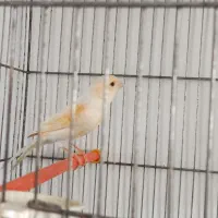 ماده موزاییکی مست