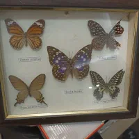 پروانه زینتی