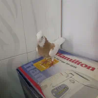 کبوتر طوق زرد|پرنده|مرودشت, فیروزی|دیوار