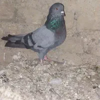 کبوترتک پر|پرنده|کلاله, |دیوار