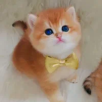 گربه اسکاتیش وبریتیش گلدny12وny33 خاص وکمیاب