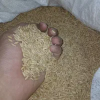 گندم بوجاری شده|عمده‌فروشی|کمیجان, |دیوار