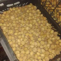 ۲۰۰ کیلو انجیر فروشی قیمت توافقی